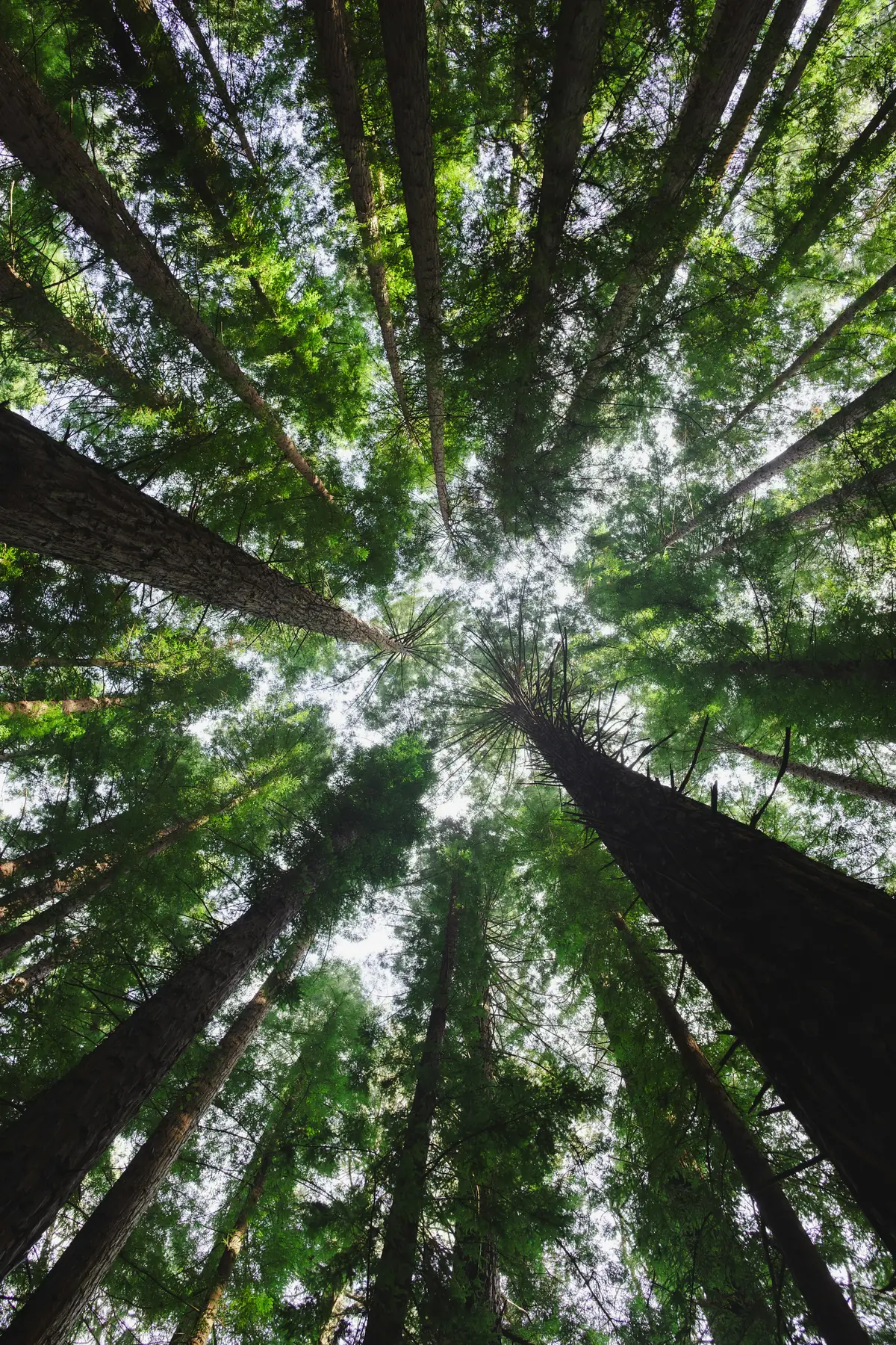 Looking up at tall green trees