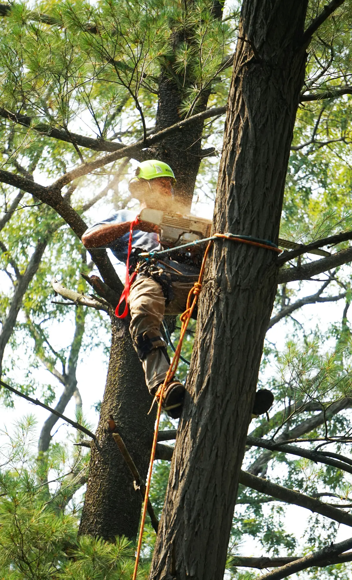 Climber working high up a tree trunk